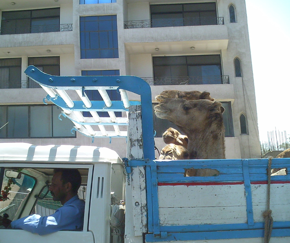 Camels in Cairo