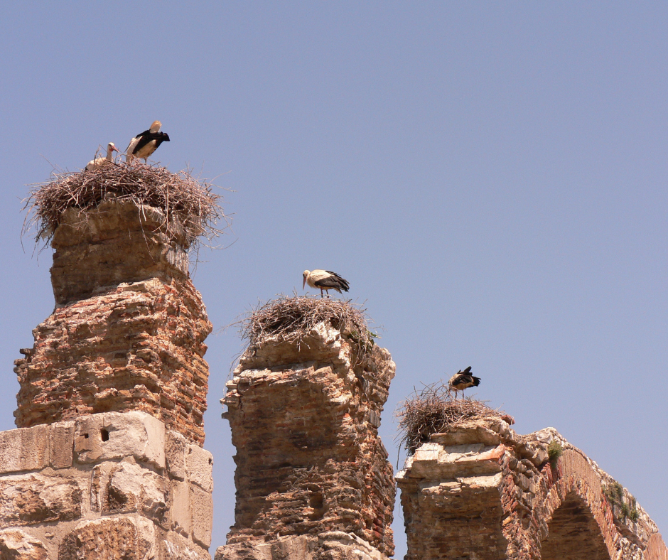 Storks at the Artemisum