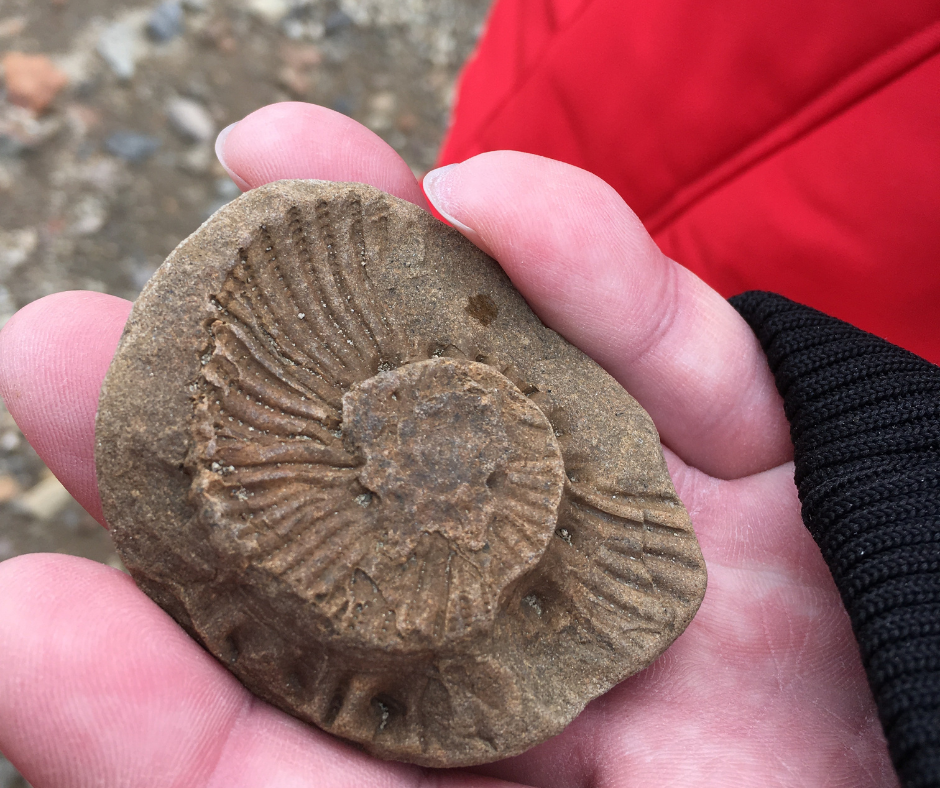 Fossils on Snow Hill Island