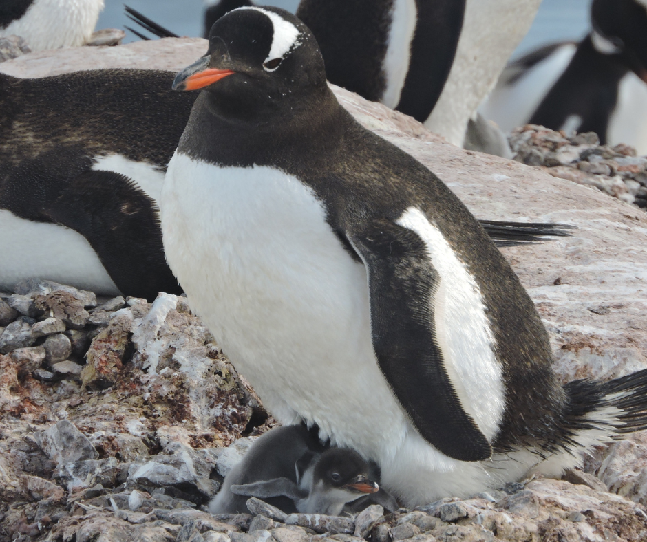 Neko Harbor Penguin