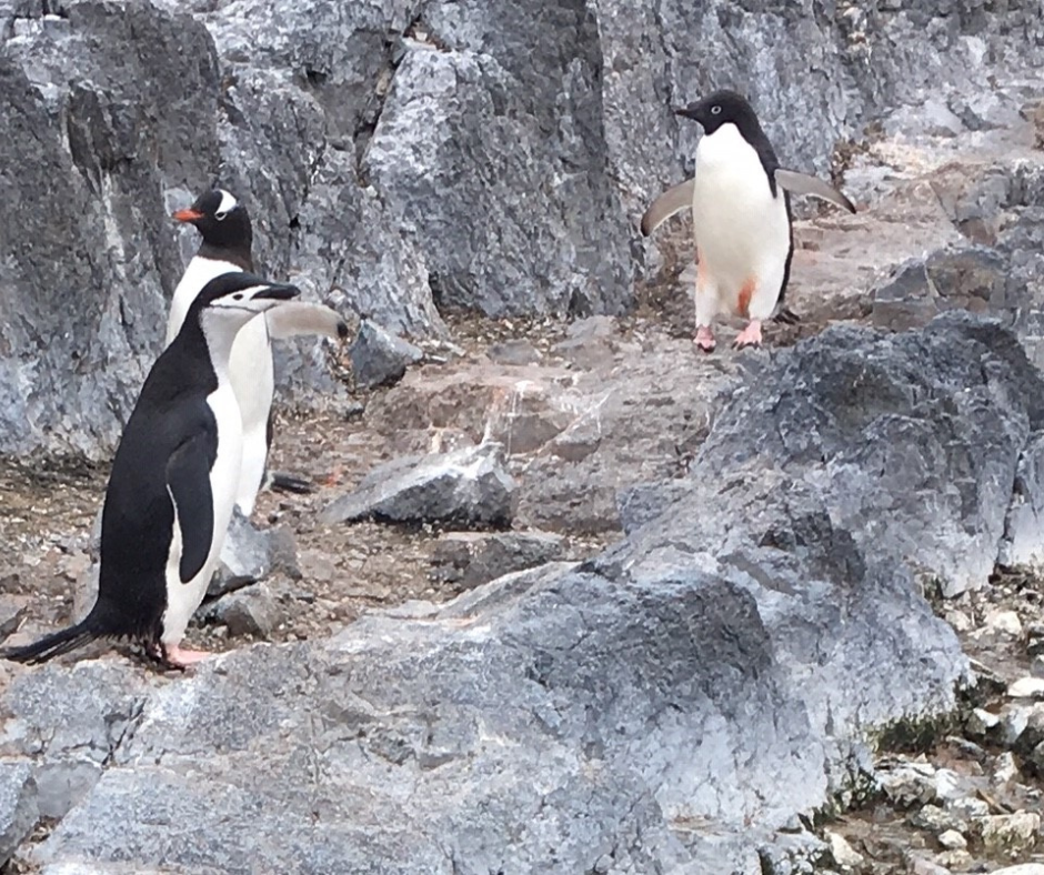 Penguin Challenge - Gourdin Island