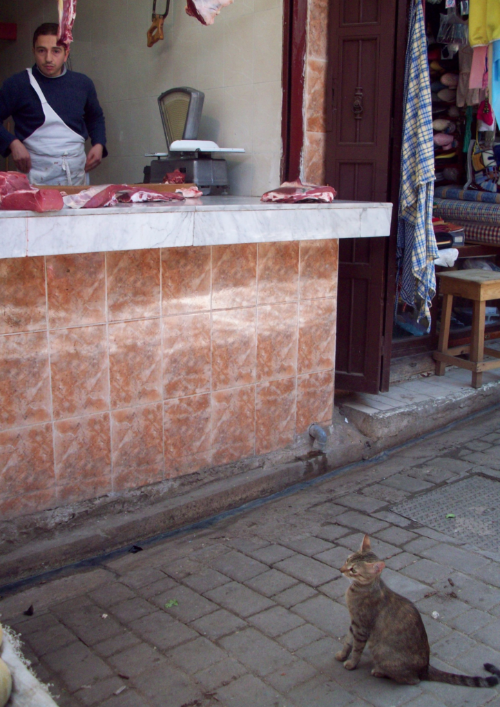 Cat waits for scraps in Fez
