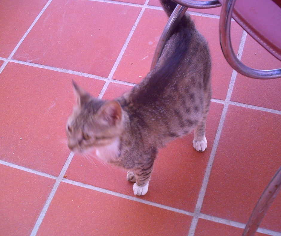 Small cat at Kusadasi