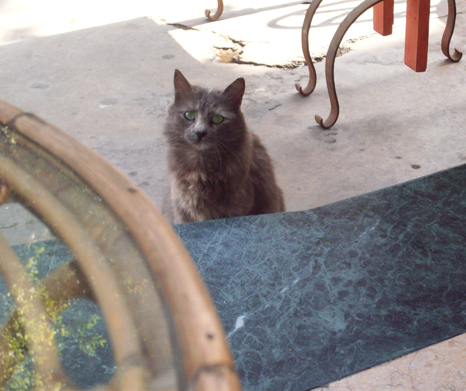 Grey cat friend in Coptic Cairo